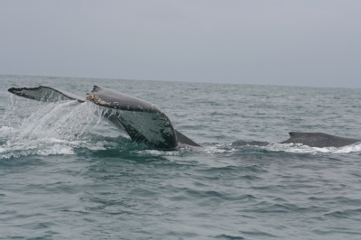 Costa Rica: Quepos está listo para recibir a turistas en esta temporada de ballenas 