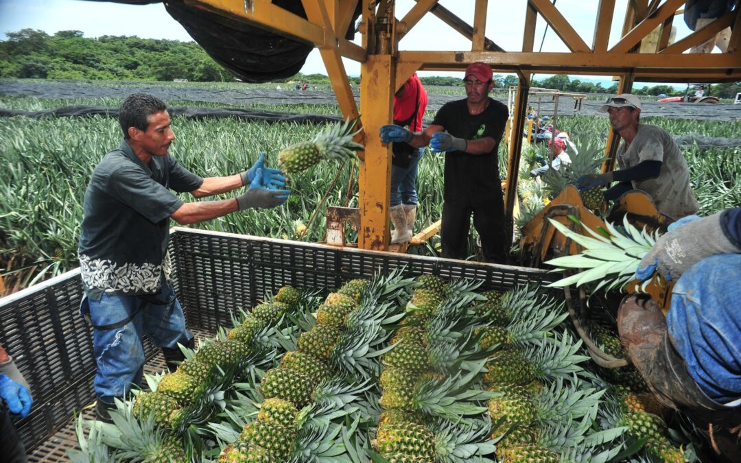 Israel se convierte en mercado potencial para exportadores costarricenses de piña fresca 