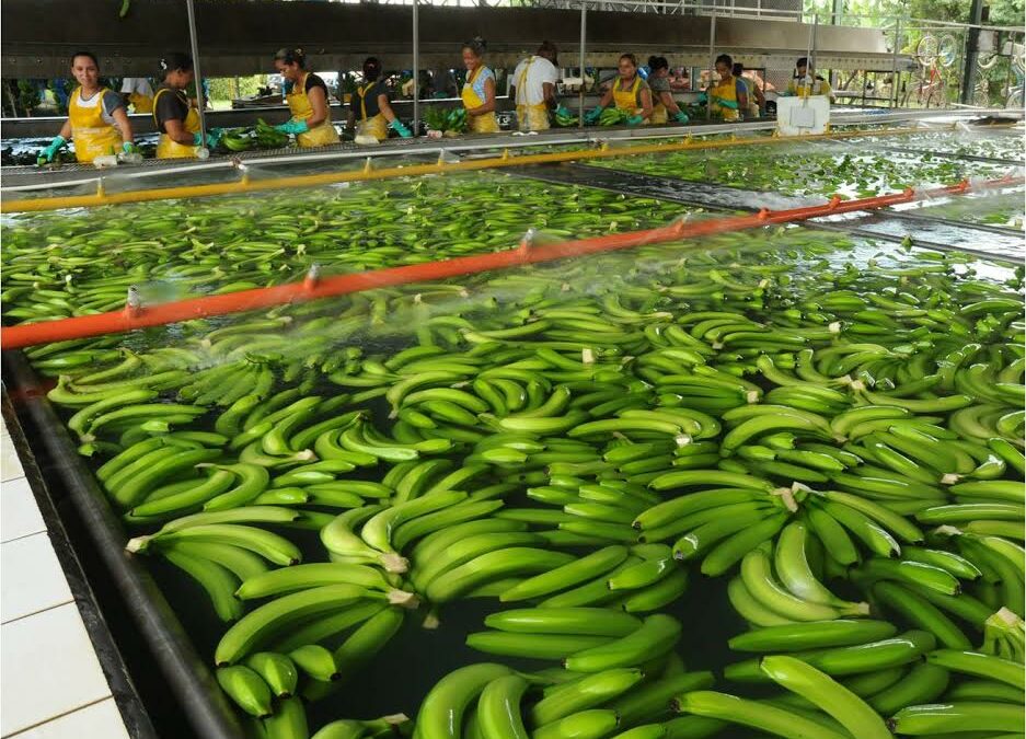 Representantes de la industria bananera mundial analizarán nuevas rutas y retos comerciales 