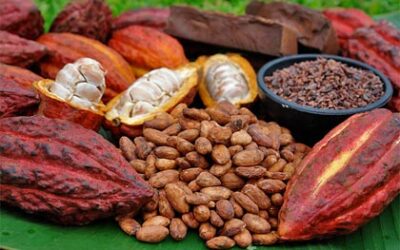 Cacaoteros costarricenses compiten por reconocimiento a su calidad