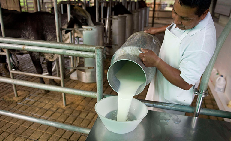 Costa Rica: Costos de insumos y clima limitan crecimiento de la producción de leche