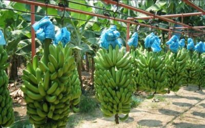 Costa Rica: Altos costos en insumos y transporte afectan a los productores bananeros