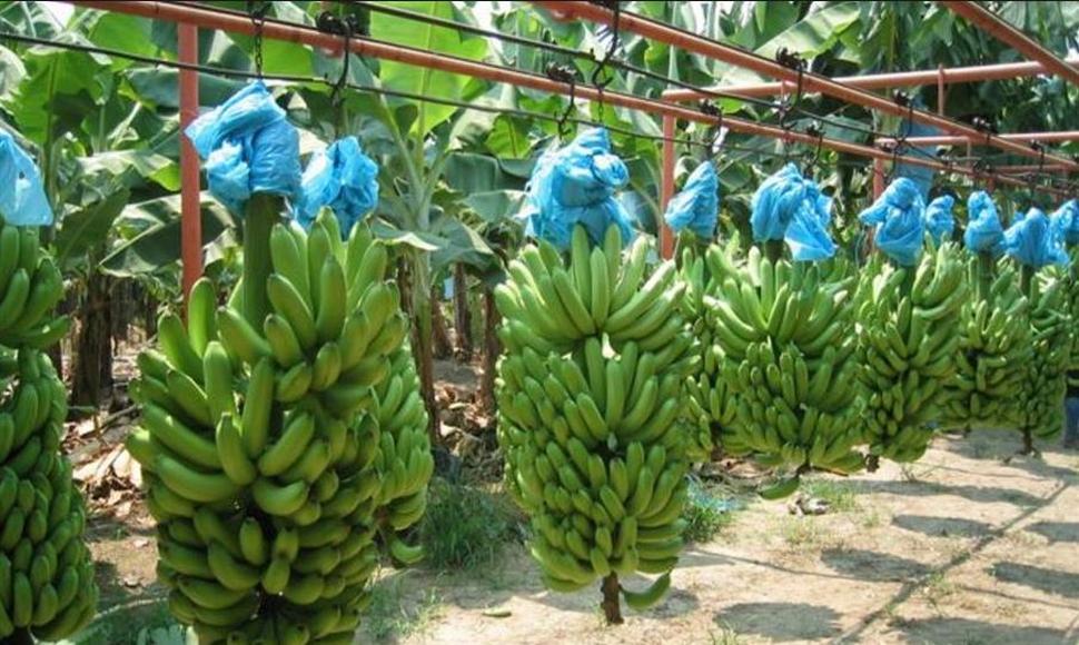 Costa Rica: Sector bananero considera preocupante apreciación del colón al poner en jaque miles de empleos