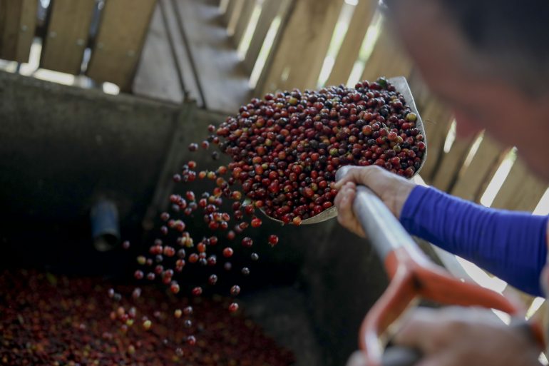Exportaciones hondureñas de café bajan un 6 % en seis meses de cosecha 2020-2021