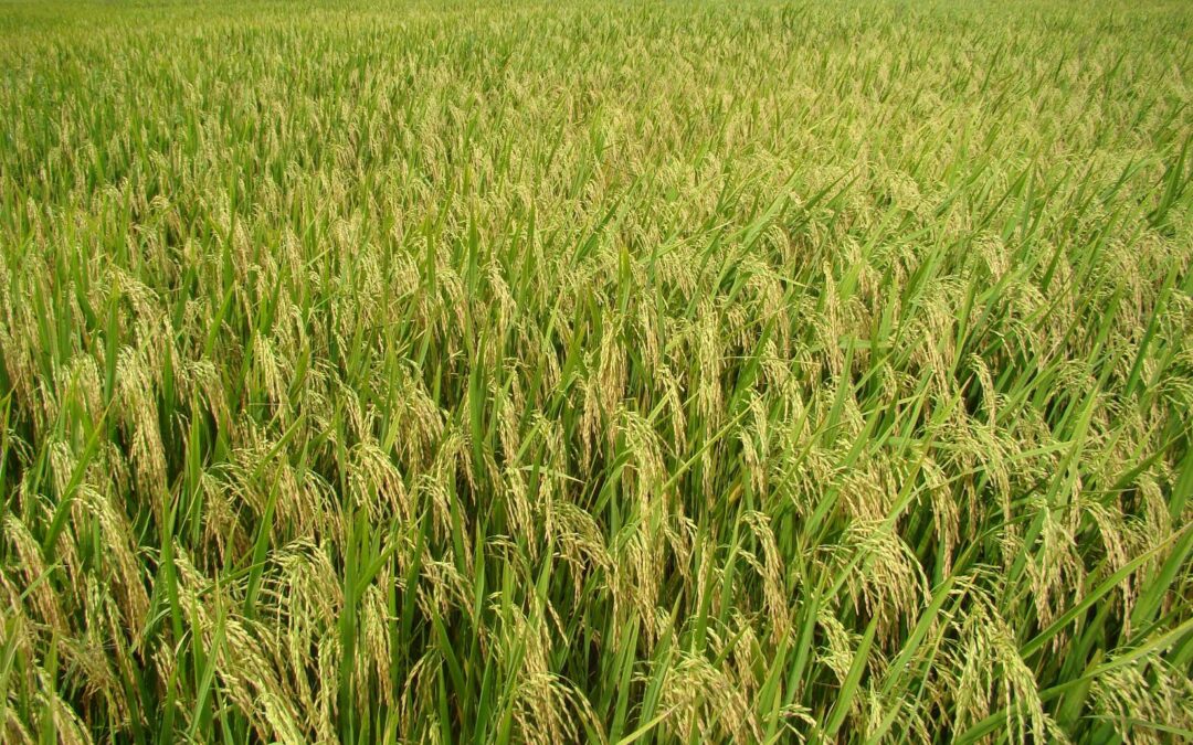 Arroceros costarricenses tendrán de nuevo acceso a variedad de arroz que se obtiene por novedoso germoplasma