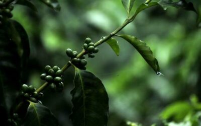 Guatemala anuncia su salida de la Organización Internacional del Café