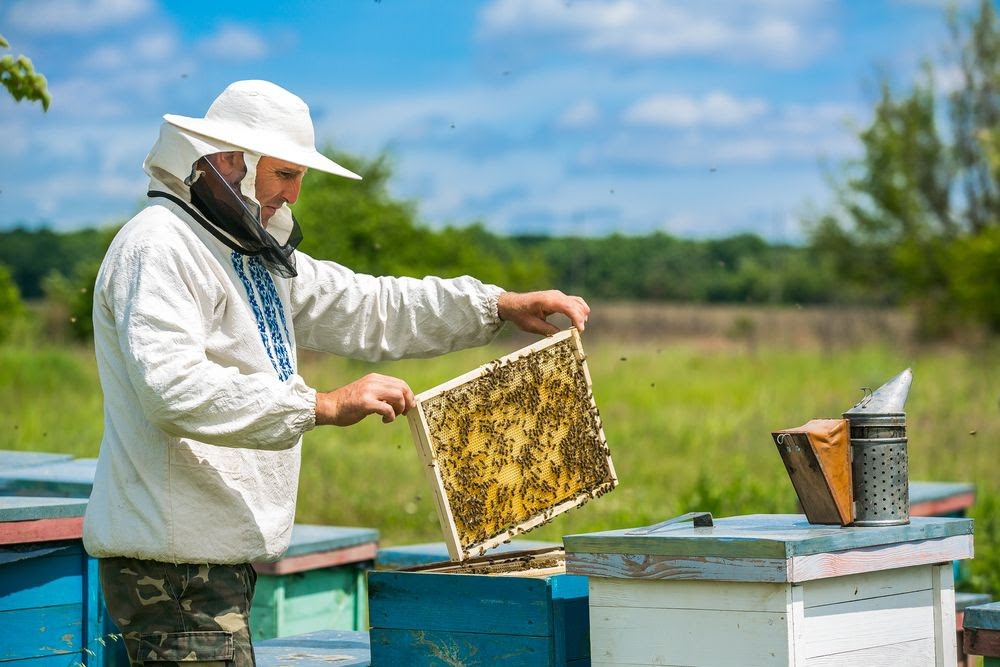 PROCAGICA respalda la apicultura en las zonas cafetaleras de El Salvador