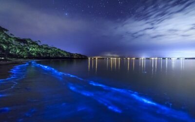 Costa Rica: Turistas se alistan para apreciar el Fenómeno de la bioluminiscencia en Puntarenas