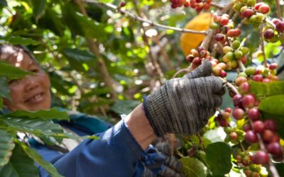 Subasta electrónica abre puerta al crecimiento global para el café de calidad de Honduras