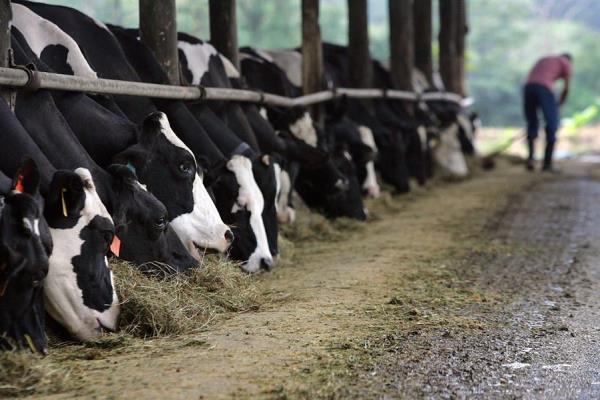 Suspensión de importación de leche desde Costa Rica afecta al mercado panameño