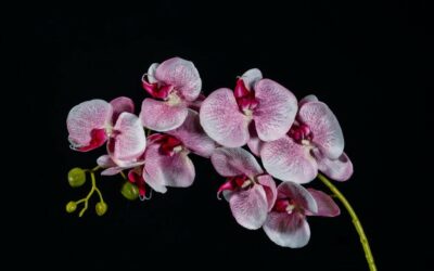 Costa Rica busca incentivar el turismo por medio de las orquídeas