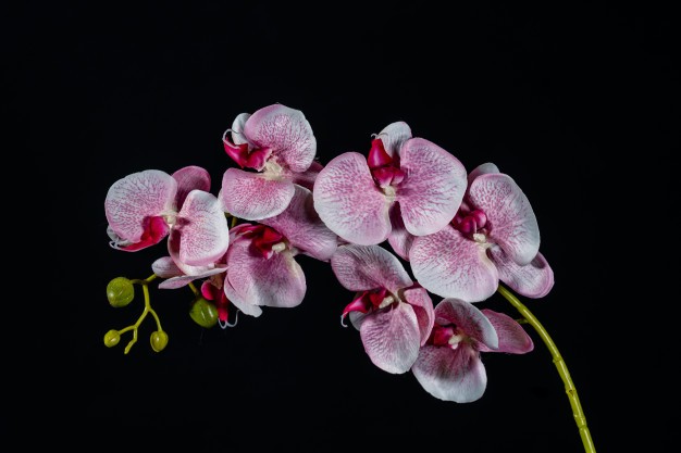 Costa Rica busca incentivar el turismo por medio de las orquídeas