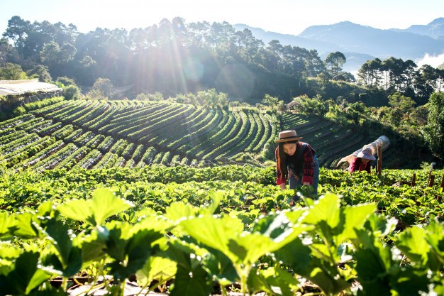 Con alianzas público-privadas, la agricultura se posiciona como motor del desarrollo sostenible de Costa Rica