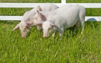Honduras tendrá centro genético porcino referente en Latinoamérica