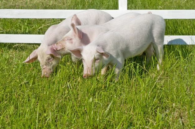 Honduras tendrá centro genético porcino referente en Latinoamérica