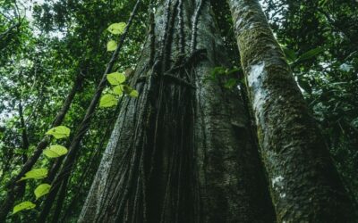 Panamá ayuda a predecir mejor la liberación de CO2 debido a la deforestación