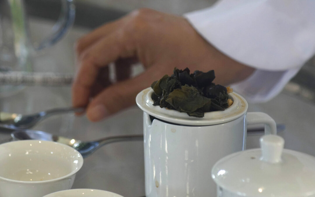 Cultura china y salvadoreña se mezclan para producir un té que trasciende fronteras