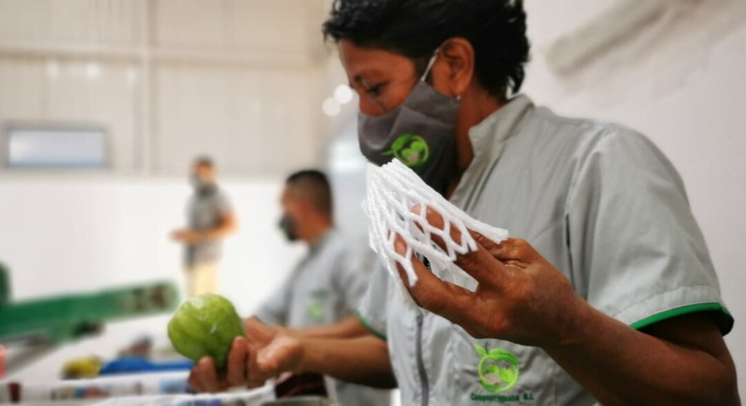 Costa Rica: Productores de guayaba taiwanesa en Paquera  dan sus primeros pasos para exportar la fruta