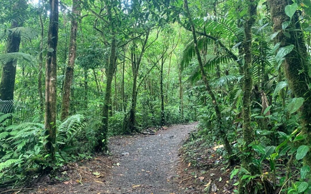 Costa Rica apuesta por mejorar la efectividad de los corredores biológicos existentes