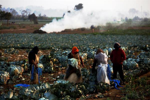 Agricultores guatemaltecos son optimistas con sus perspectivas para 2021