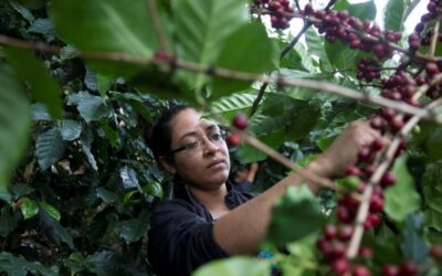 Ingresos por las exportaciones de café hondureño suben 85 % en cuatro meses de cosecha