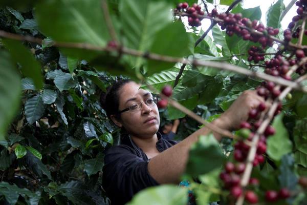 Ingresos por las exportaciones de café hondureño suben 85 % en cuatro meses de cosecha