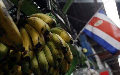 Puerto Rico decomisa 500.000 plátanos con plaga procedentes de Costa Rica