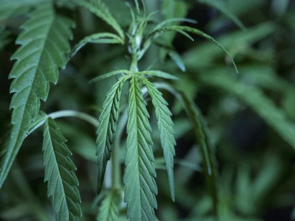 Gobierno veta parcialmente la ley de cannabis medicinal en Costa Rica