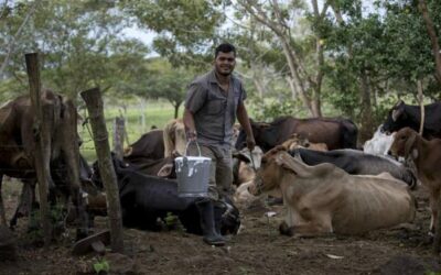 Nicaragua apuesta por la trazabilidad bovina para conquistar Estados Unidos