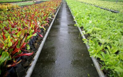 Sector de plantas, flores y follajes de Costa Rica busca abrir oportunidades en mercado europeo