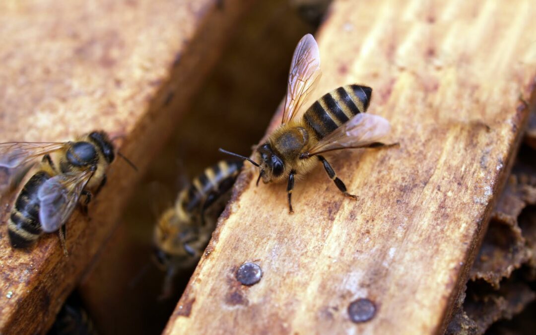 Costa Rica producirá miel más sostenible gracias a alianza de sector privado tico con Gobierno alemán