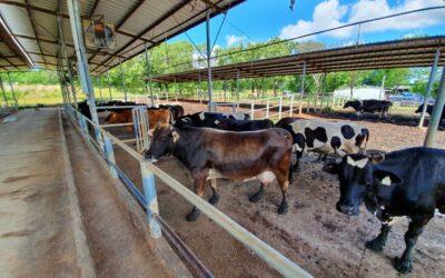 Sector ganadero se consolida como la actividad agropecuaria más grande de Costa Rica