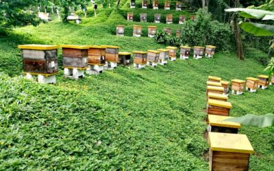 Sector público y privado se unen para aumentar producción de miel guatemalteca para la exportación