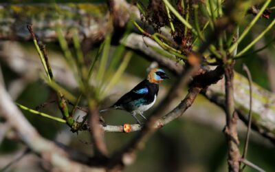 Panamá busca ser «líder» en avistamiento de aves en Centroamérica