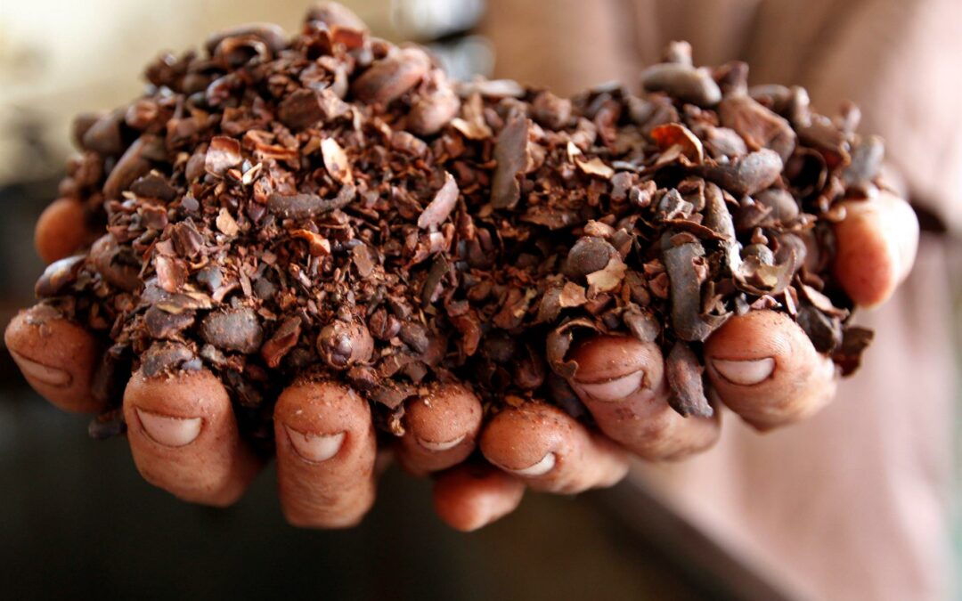 Jóvenes indígenas de Panamá crean un sistema sostenible para el cultivo de cacao