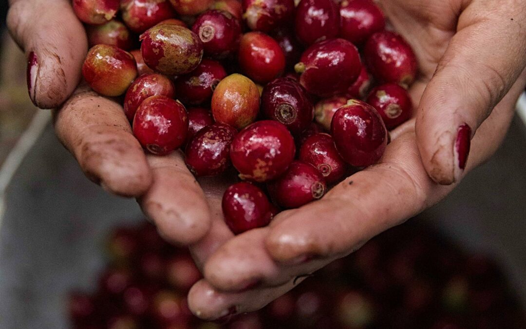 Café hondureño mantiene liderazgo y suben los ingresos por exportaciones en ocho meses de ciclo