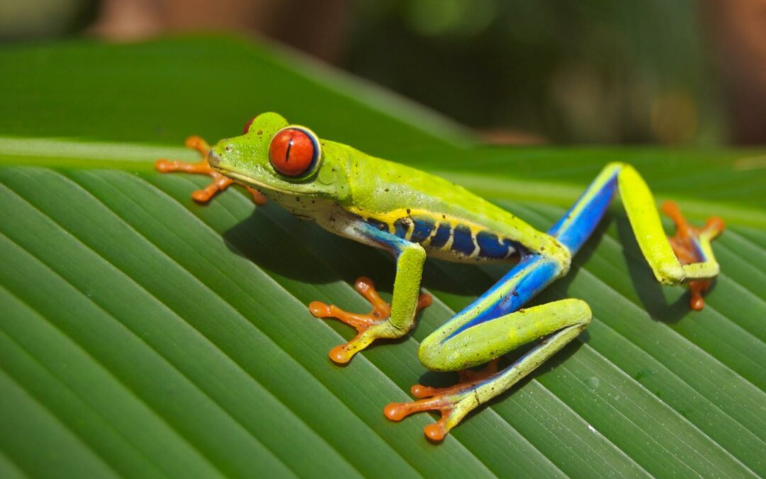 Costa Rica: Empresarios apuestan por aventuras únicas para reactivar turismo en Monteverde