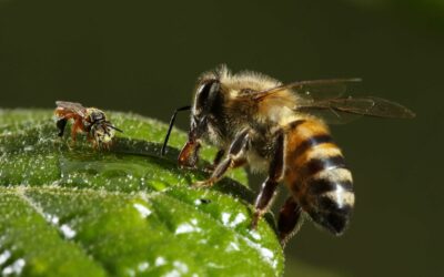 Apicultores de Costa Rica piden proteger a las abejas y parar intoxicaciones