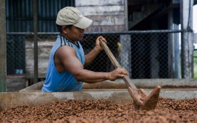 Los cacaoteros de Centroamérica apelan a la calidad para sobrevivir a la pandemia