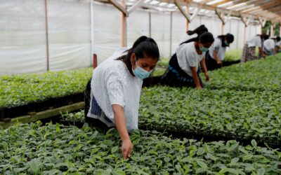 EE. UU., Unión Europea y el IICA lanzan en Guatemala  iniciativa para empoderamiento económico de mujeres agricultoras