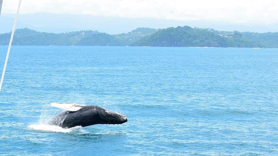 Costa Rica: Temporada de avistamiento de ballenas busca reactivar la economía de Quepos