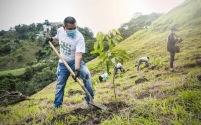 Guatemala inicia reforestación de 6.000 árboles en la ciudad