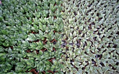 Sector de plantas ornamentales de Costa Rica tiene potencial para exportar a Canadá
