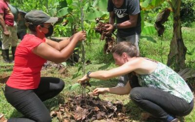Costa Rica incursiona en el cultivo de vainilla orgánica para exportar a Holanda