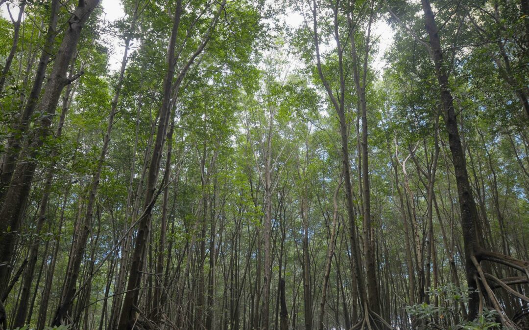 EE.UU. apoyará económicamente a El Salvador para conservación de bosques