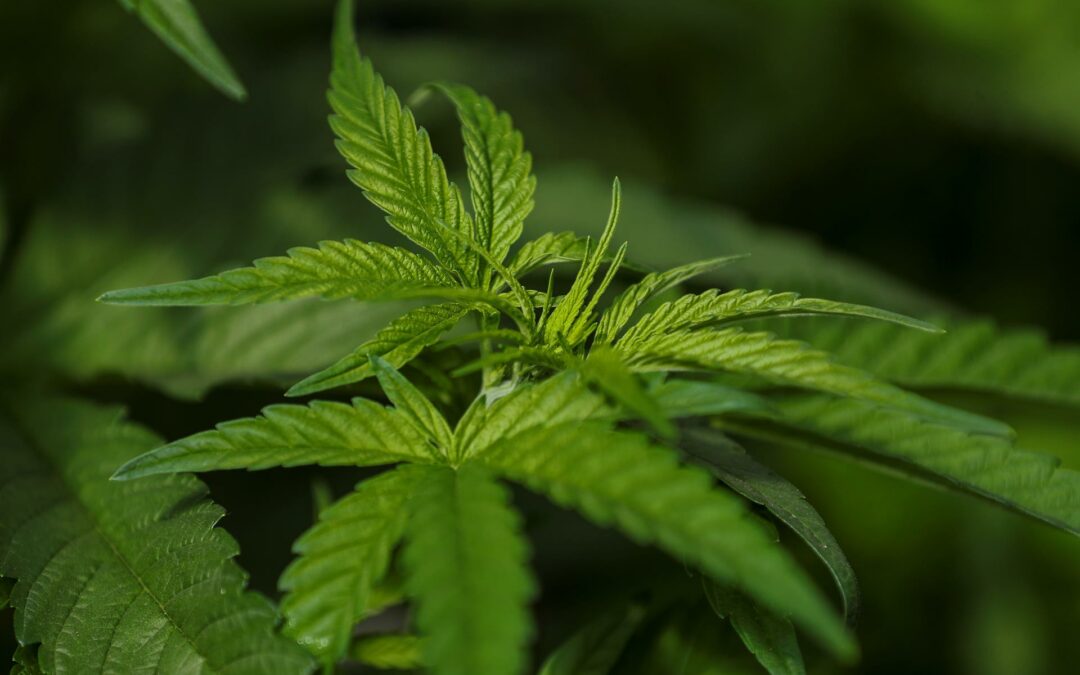 Costa Rica legaliza la producción y el uso del cannabis medicinal y del cáñamo