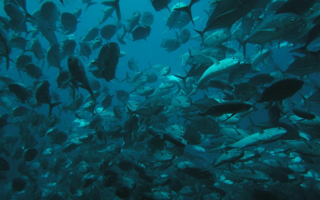 Costa Rica fracasa en proteger las especies marinas, afirma un ambientalista