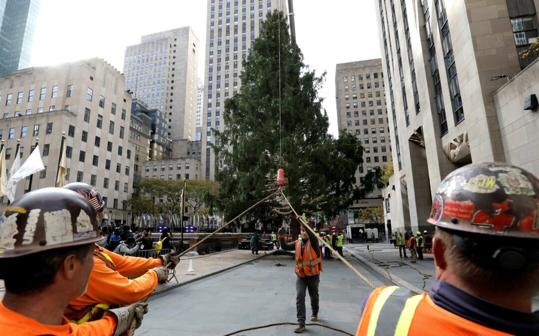Llega a Nueva York árbol del Rockefeller Center que marca el inicio de la Navidad