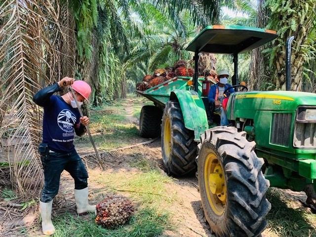 Malasia, Indonesia y Honduras abogarán a favor del sector del aceite de palma en Bruselas