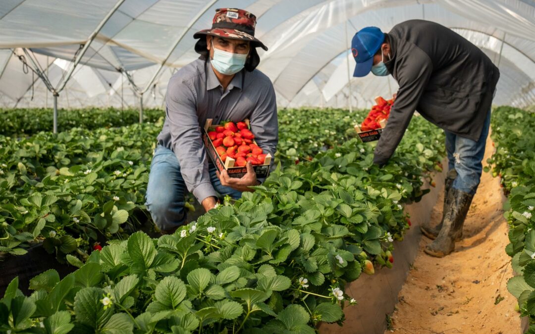 España recurre a trabajadores hondureños y ecuatorianos para recoger la fresa